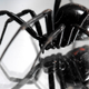 Imagen para el artículo titulado Prende fuego a su casa tratando de matar una araña viuda negra con un lanzallamas casero
